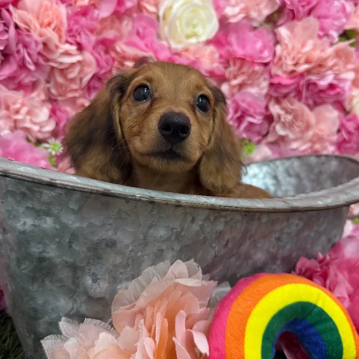 Female Dachshund Puppy for Sale in Braintree, MA