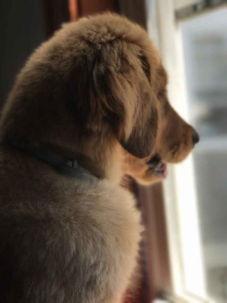 Pet Express Boston Boston's Happiest Pet Store