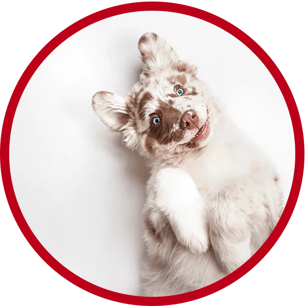 Pet top express puppies
