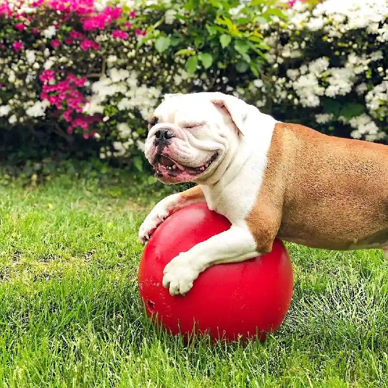 Jolly Ball Push-n-Play Ball Red 10"