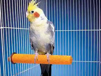 Trimmer Perch 16"x1 1/2"