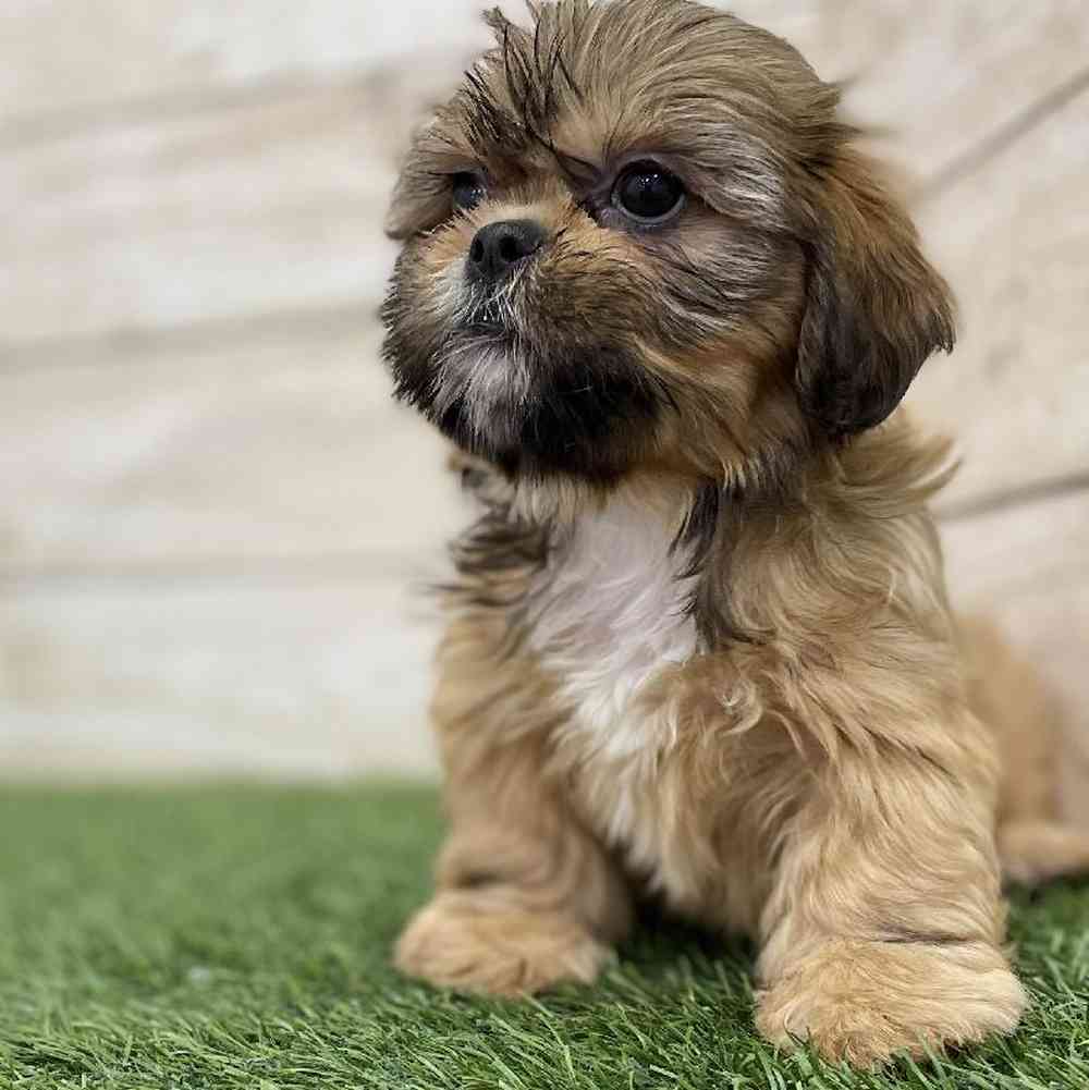 Female Shih-Apso puppy named Amelia for sale at Pet Express Braintree.