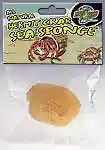 Zoomed Hermit Crab Sea Sponge