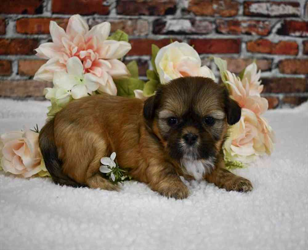 Female Shih-Apso puppy named Amelia for sale at Pet Express Braintree.