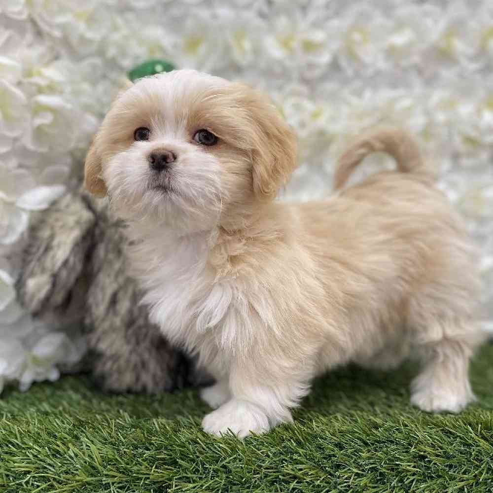 Female Lhasa Apso puppy named Goldilocks for sale at Pet Express Braintree.
