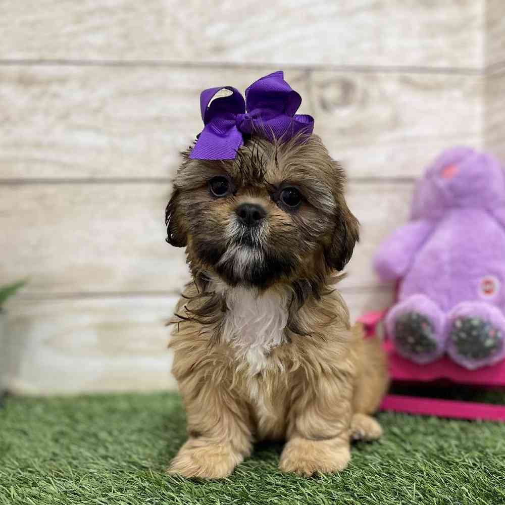 Female Shih-Apso puppy named Amelia for sale at Pet Express Braintree.