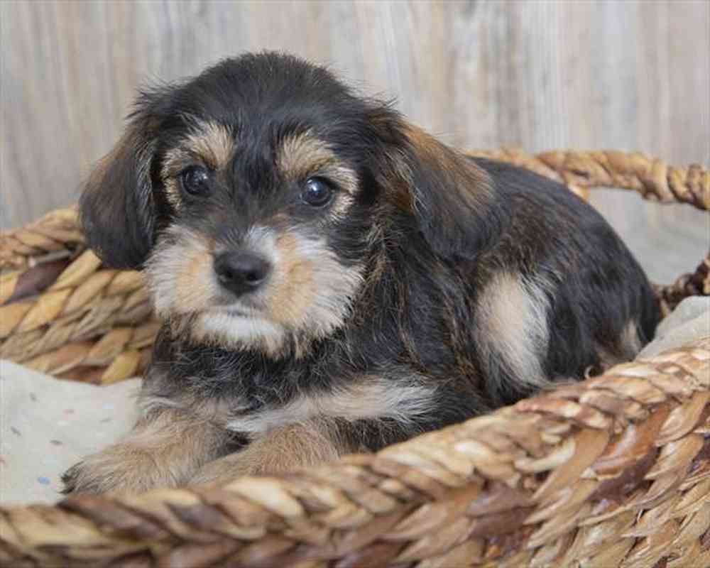 Female Mini King Schnauzer puppy named Biscuit for sale at Pet Express Braintree.