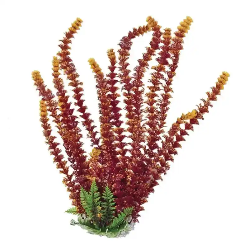 Plant Cabomba Fire 20"