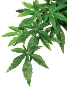 Exo-terra Silk Abutilon Medium