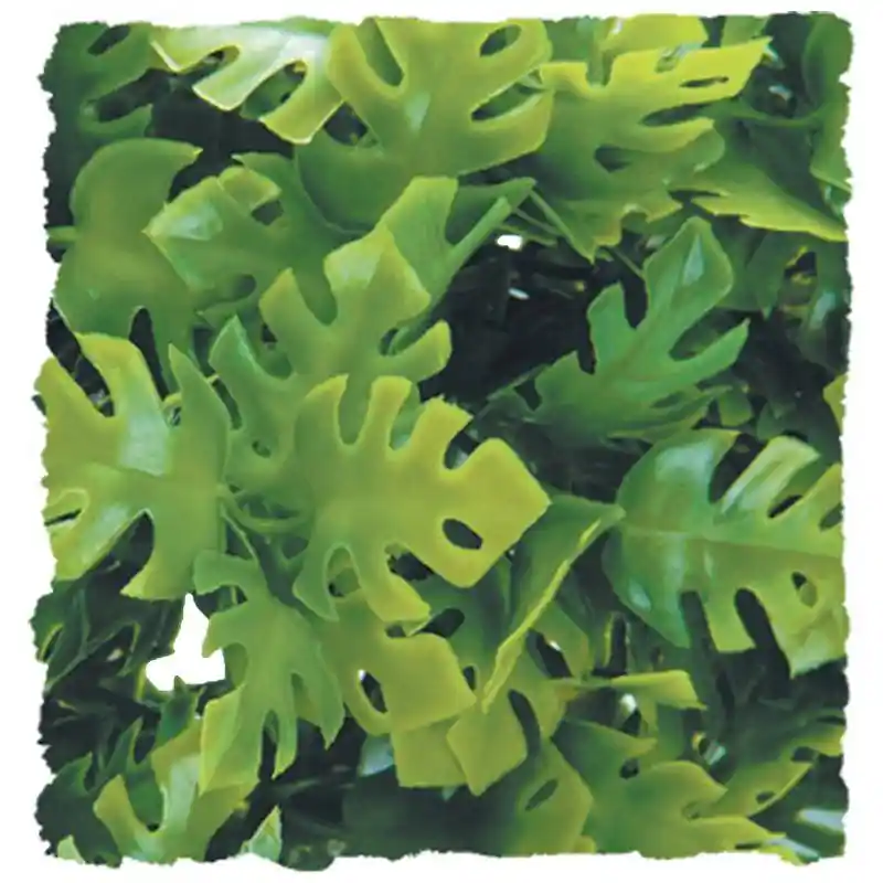 Natural Bush Amazon Phyllo Medium