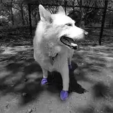 Waterproof Dog Boots, Purple, 12 Count Large