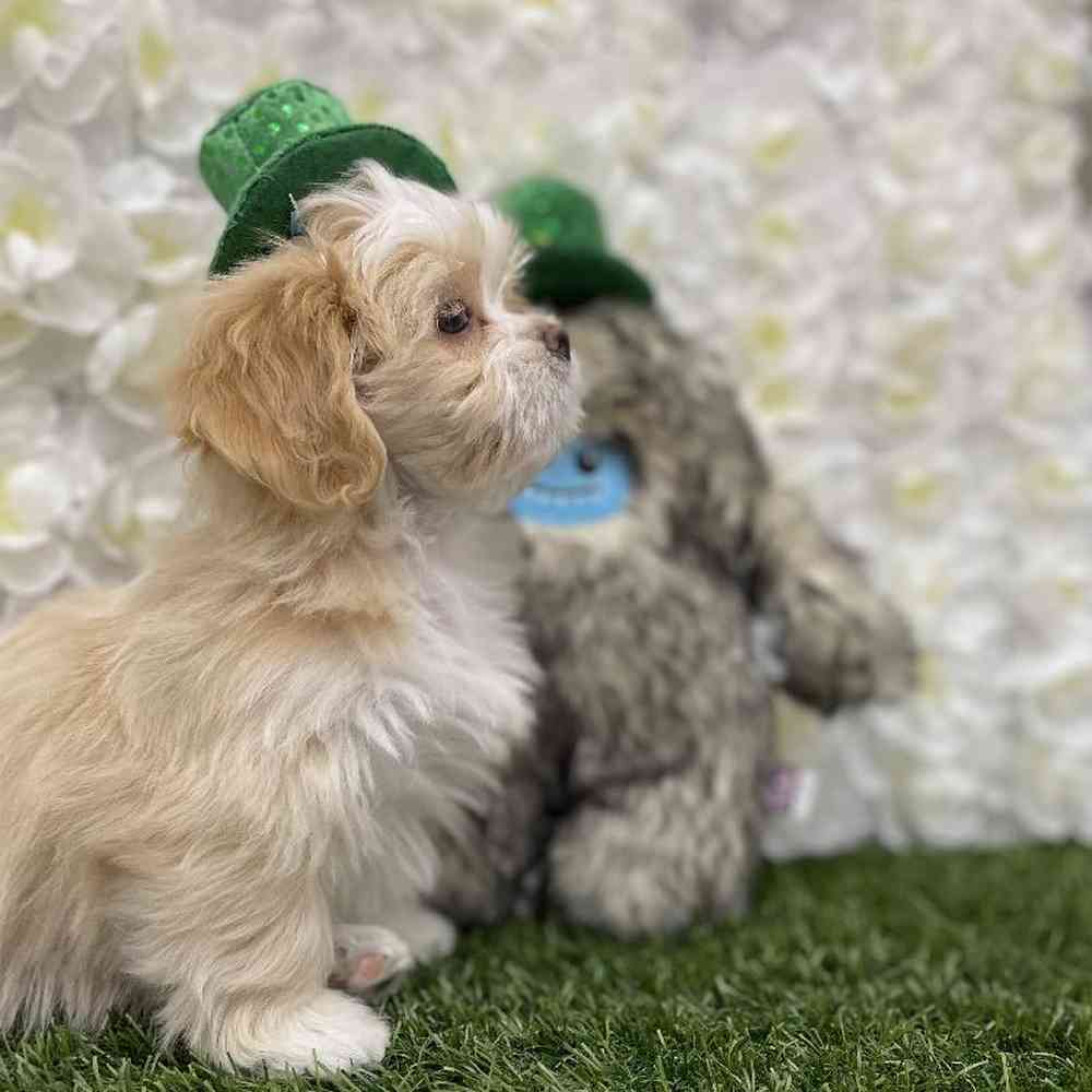 Female Lhasa Apso puppy named Goldilocks for sale at Pet Express Braintree.