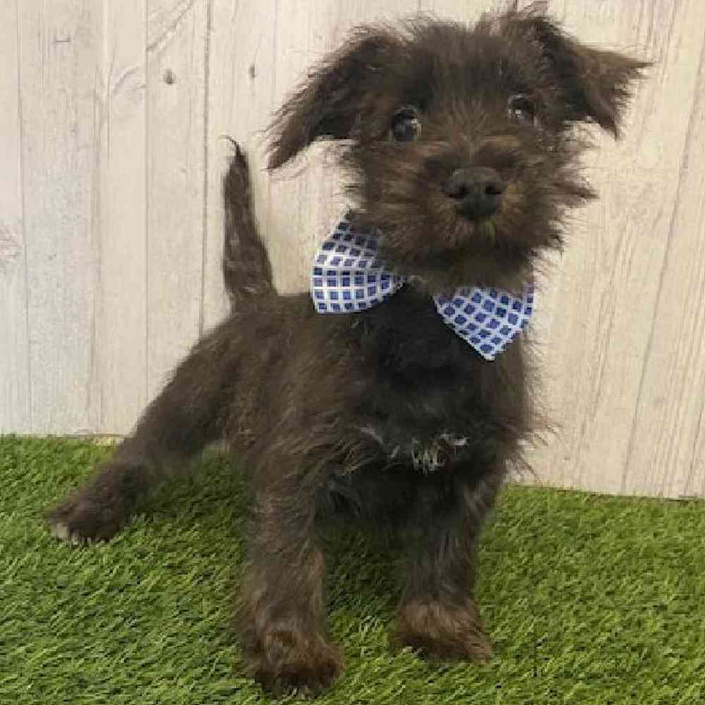 Male Wauzer (Westie/Min Schnauzer) Puppy for Sale in Saugus, MA