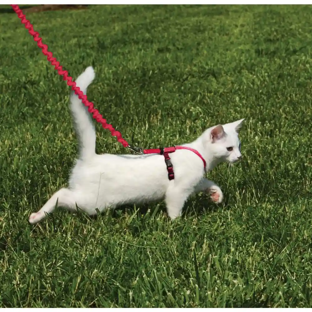 Harness & Bungee Leash Small Red