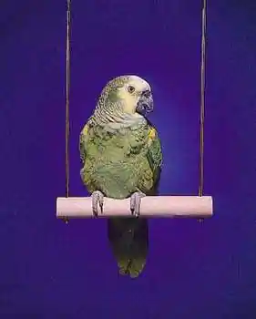 Wood Swing Parrot