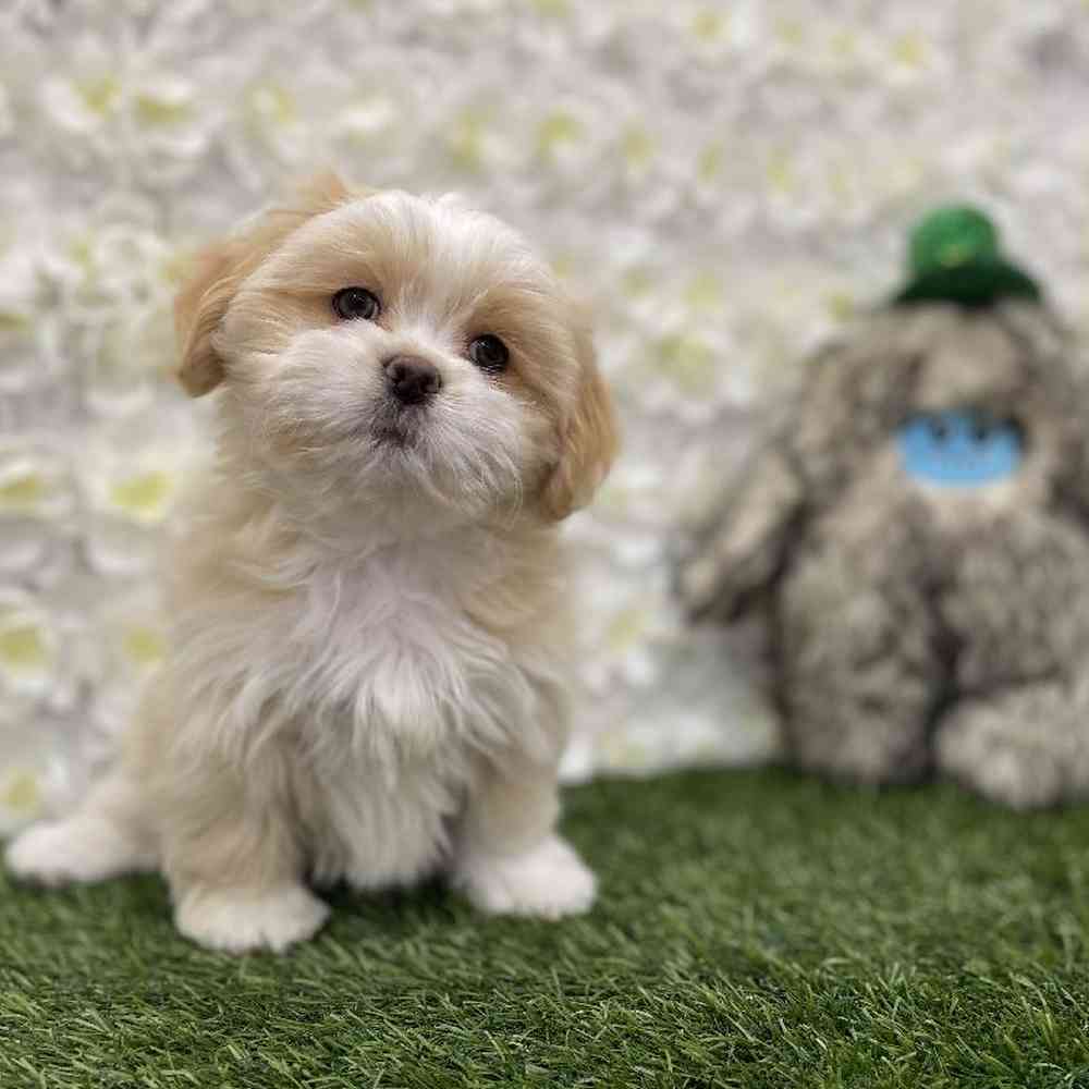 Female Lhasa Apso puppy named Goldilocks for sale at Pet Express Braintree.