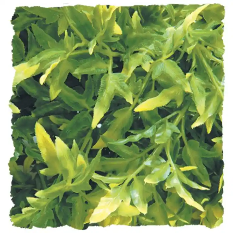 Natural Bush Bolivia Croton Medium