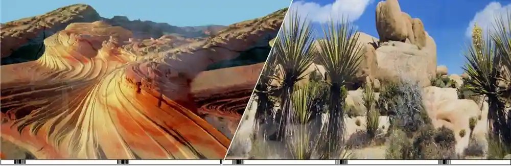 Background Desert/cactus 12"