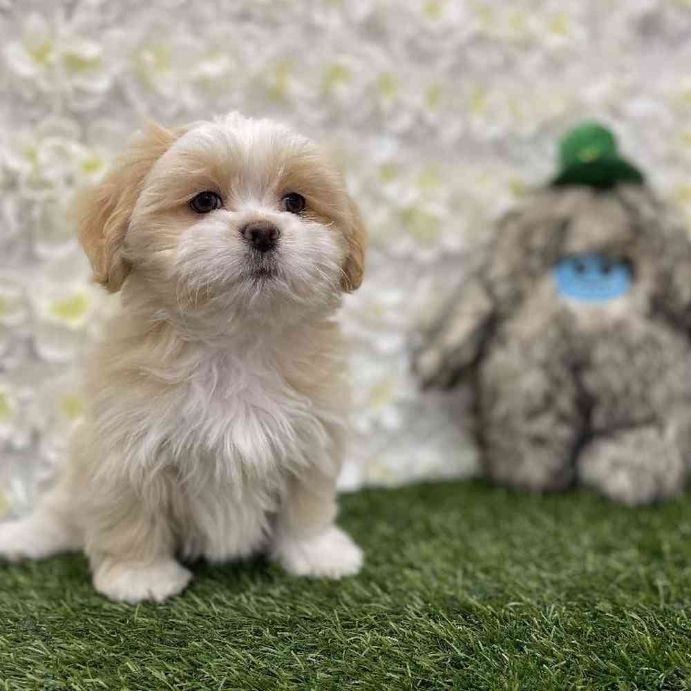 Female Lhasa Apso puppy named Goldilocks for sale at Pet Express Braintree.