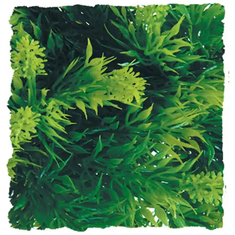 Natural Bush Malaysian Fern Small