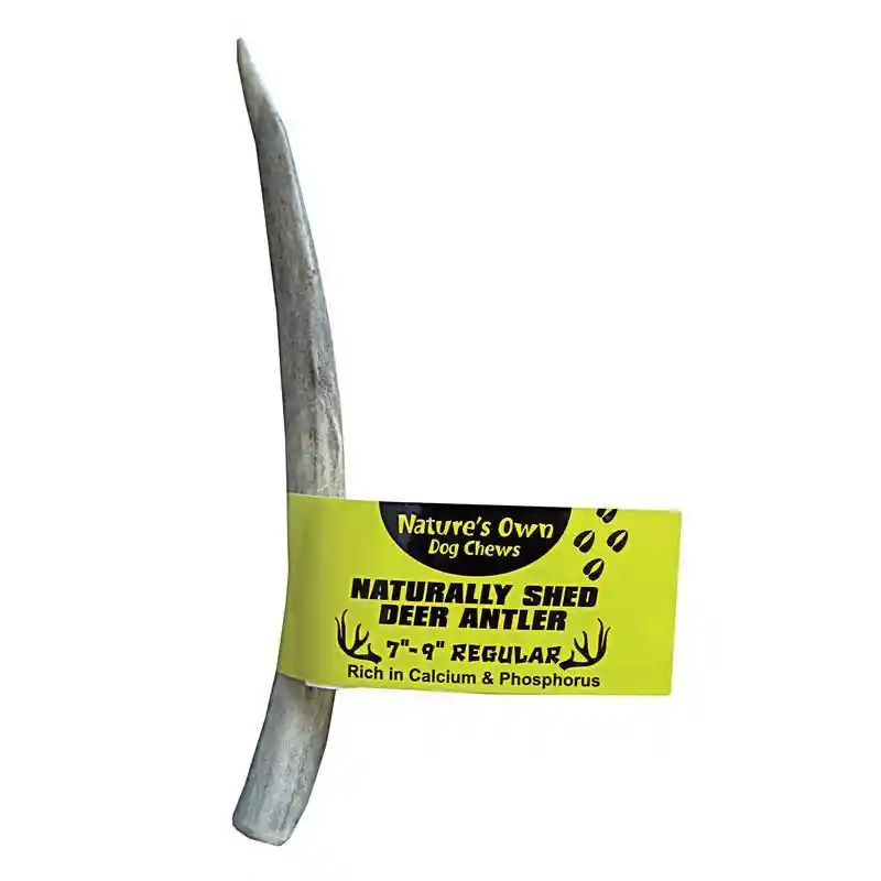 Regular Antler 7"-9"