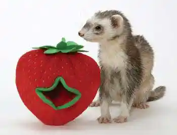 Ferret Plush Treat Holder