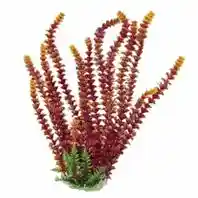 Plant Cabomba Fire 20"