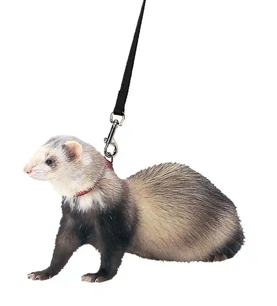 Marshall Ferret Harness Lead Blue