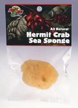 Zoomed Hermit Crab Sea Sponge