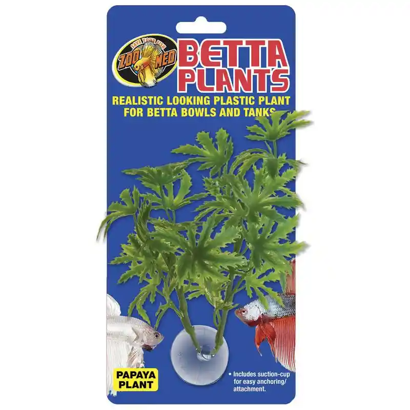 Zoomed Betta Plant - Papaya