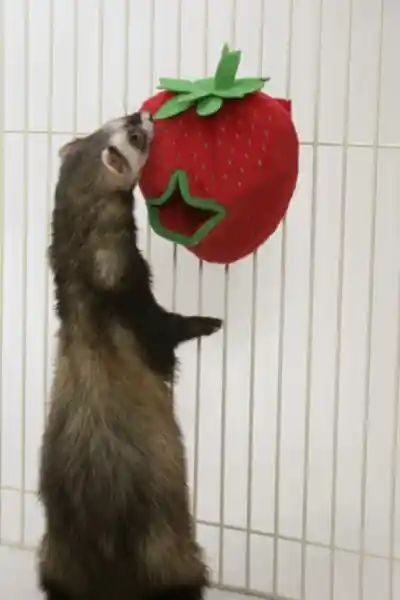 Ferret Plush Treat Holder