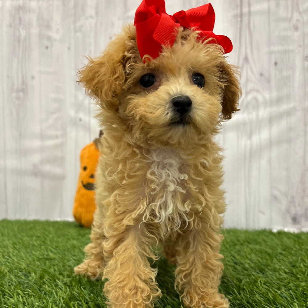 Female Poodle Toy Puppy for Sale in Braintree, MA