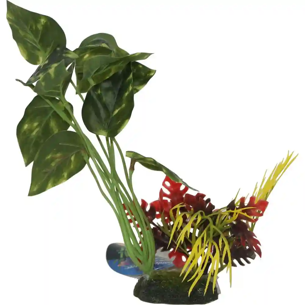 Ble Plnt Pothos Var Cluster;