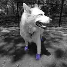 Waterproof Dog Boots, Purple, 12 Count Large