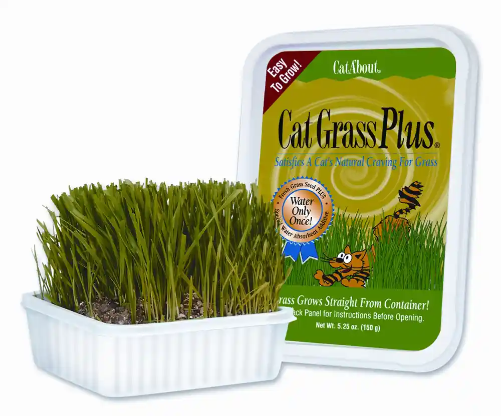Cat Grass 150 Gm Tub