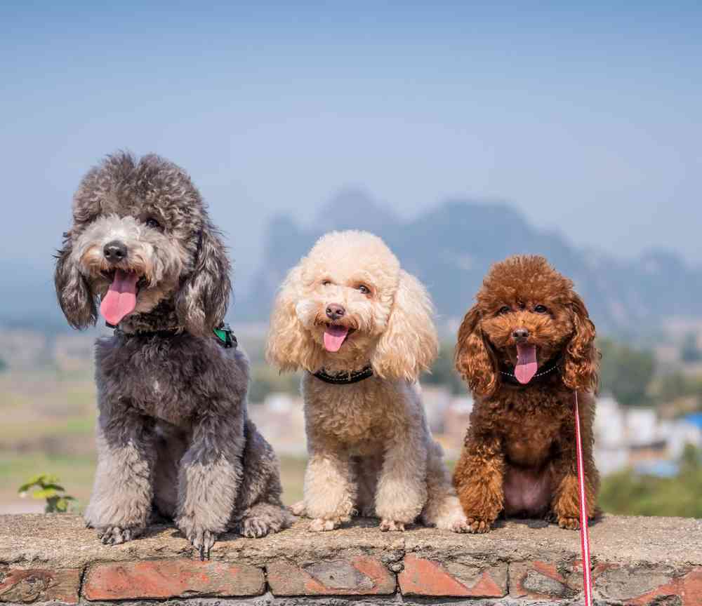 Poodle Puppies for Sale image
