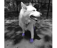 Waterproof Dog Boots, Purple, 12 Count Large