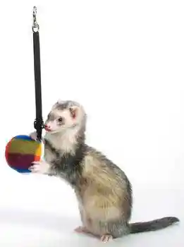Marshal Toy Bungee Ferret