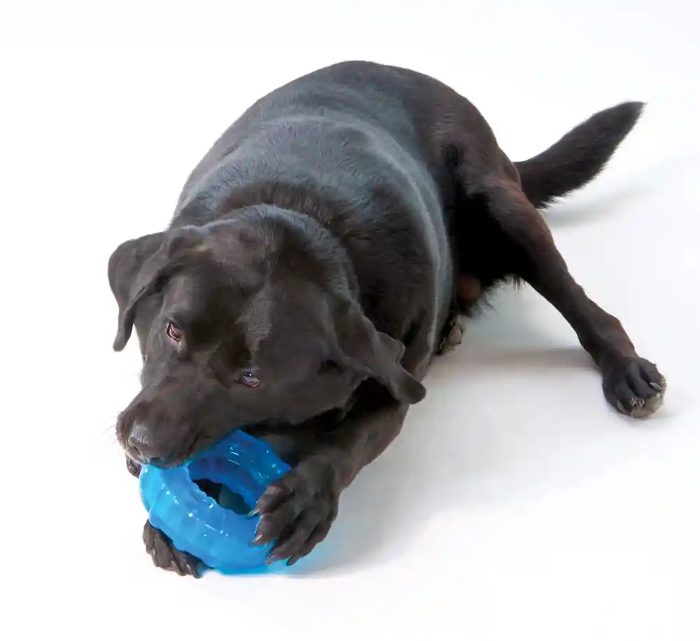 Pestages Dog Orka Tire