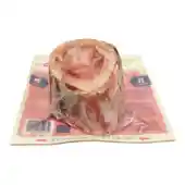 Raw Recreational Beef Marrow Bone (medium Size) M