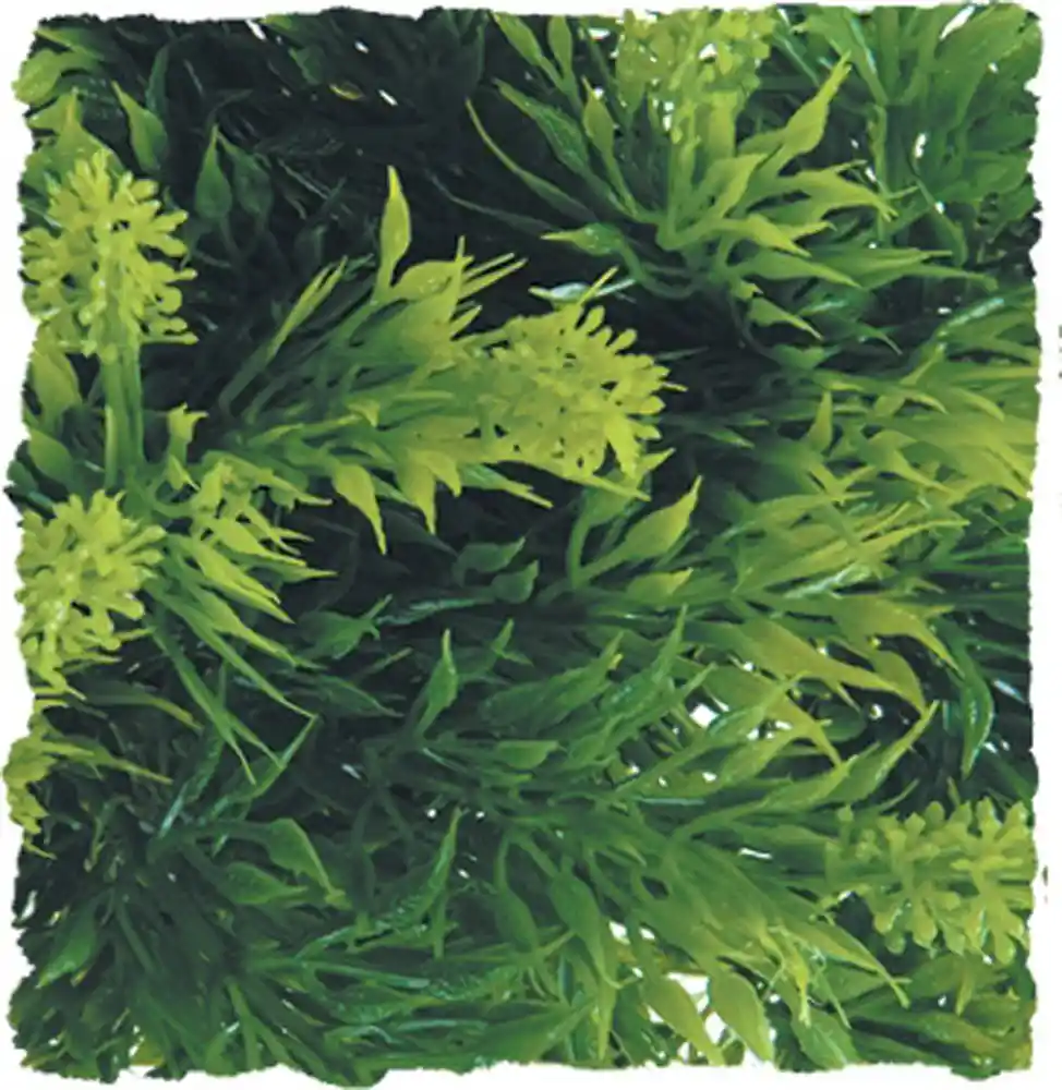 Natural Bush Malaysian Fern Small