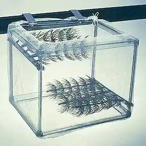 Net Breeder With Grass