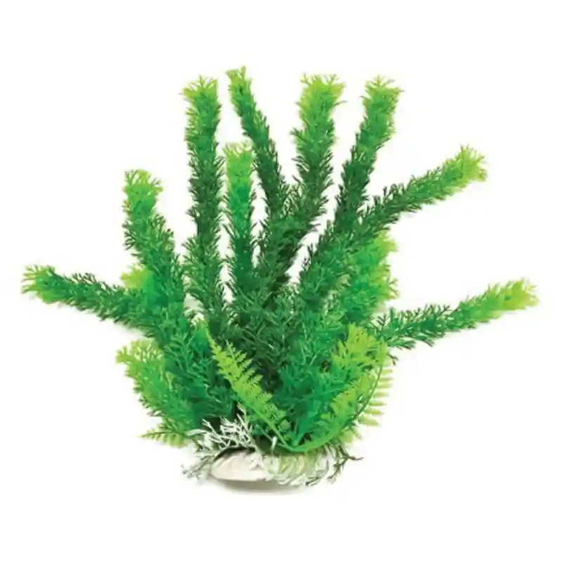 Plant Cabomba Green 20"