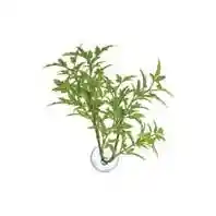 Zoomed Betta Plant - Maple Leaf
