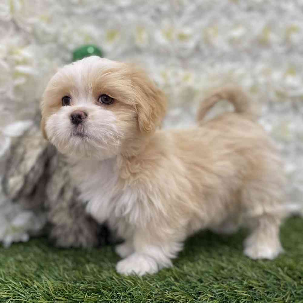 Female Lhasa Apso puppy named Goldilocks for sale at Pet Express Braintree.
