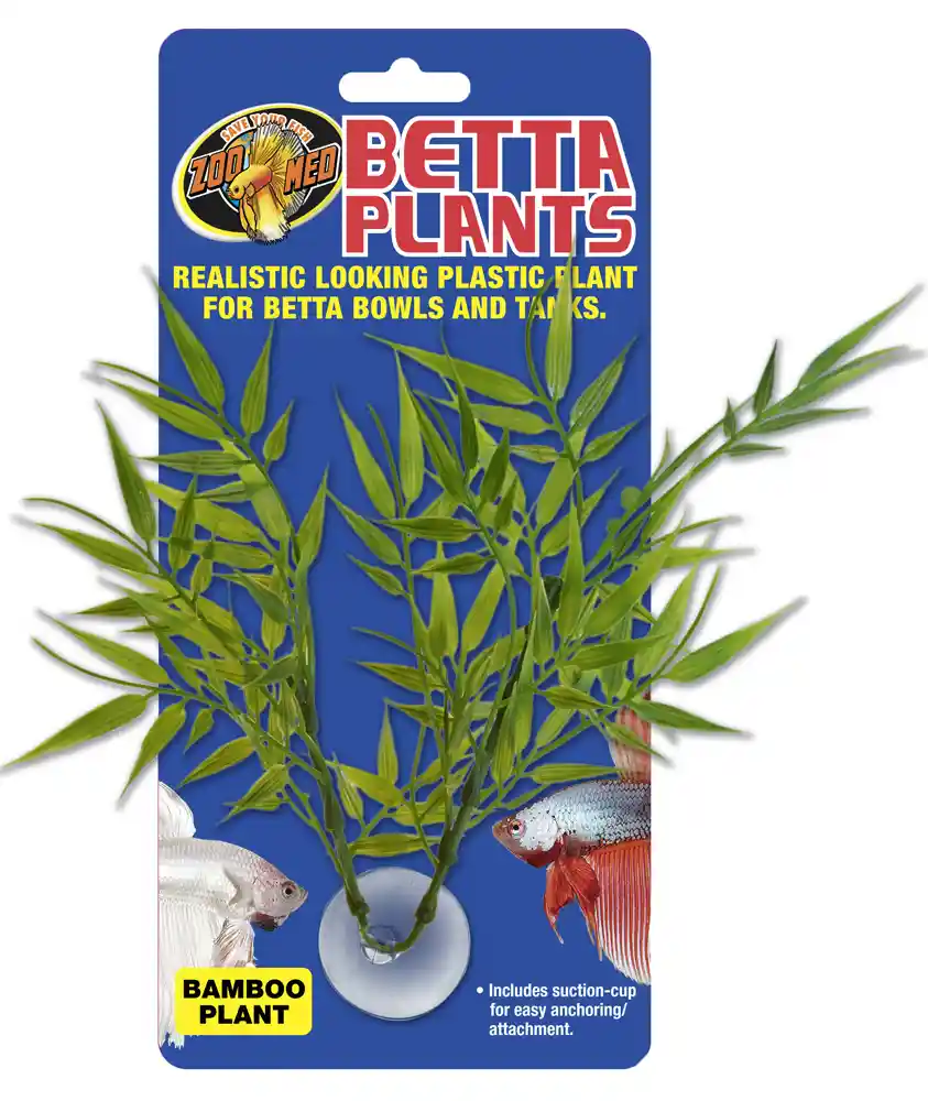Zoomed Beta Plant Bamboo