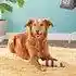 Busy Buddy Bristle Bone Large