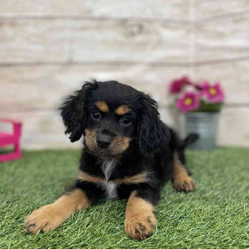 Female Cotralian (Mini Aussie/Cocker Spaniel) Puppy for Sale in Braintree, MA