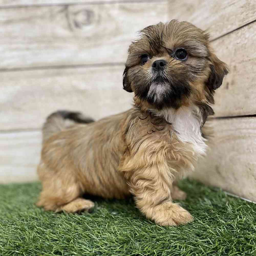 Female Shih-Apso puppy named Amelia for sale at Pet Express Braintree.