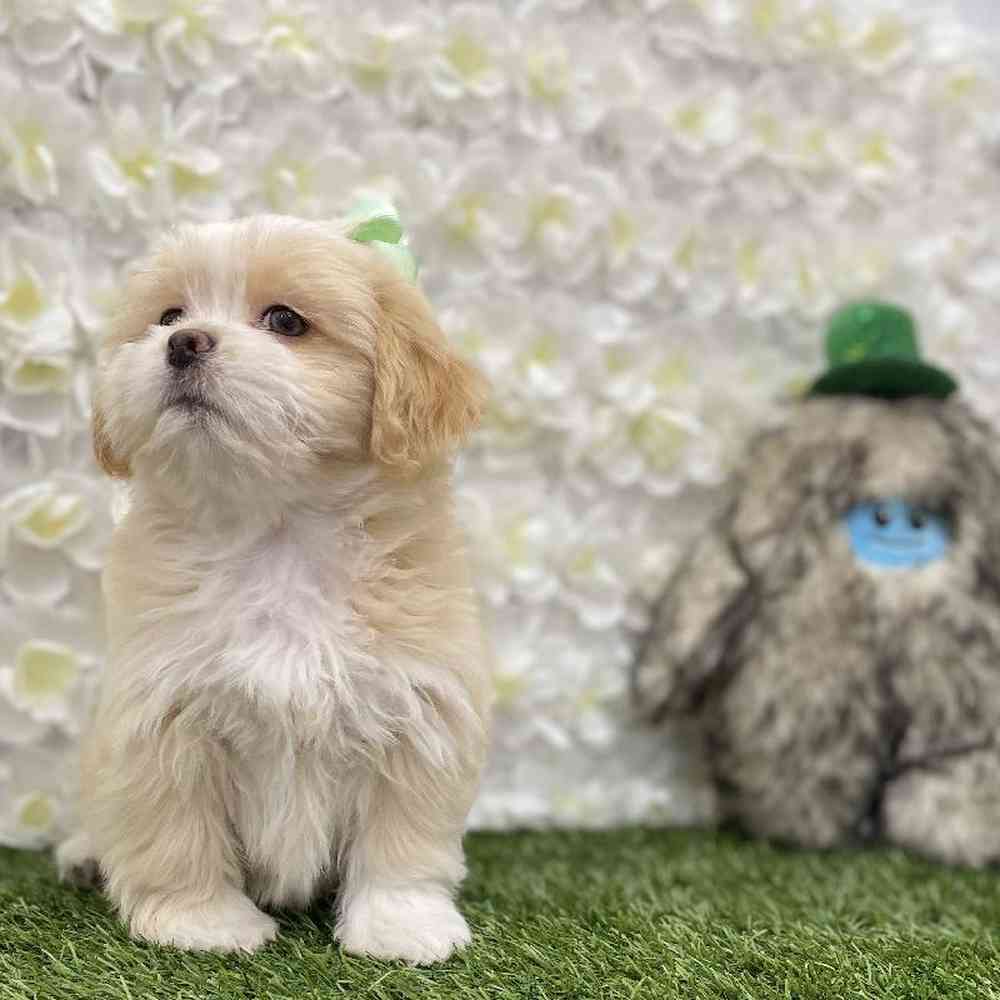 Female Lhasa Apso puppy named Goldilocks for sale at Pet Express Braintree.